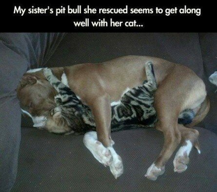 Adorable Cat and Pit Bull sleeping together