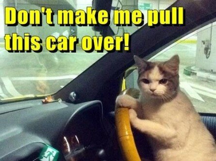 Angry Cat behind the steering wheel