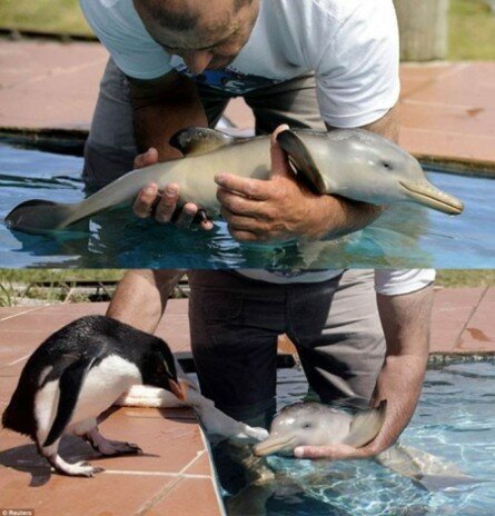 Funny baby penguin meeting baby dolphin