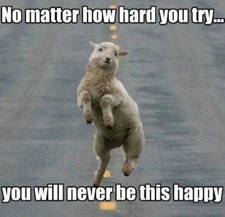 Because I’m Happy… Sheep