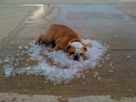 Bulldog cooling off in ice cubes