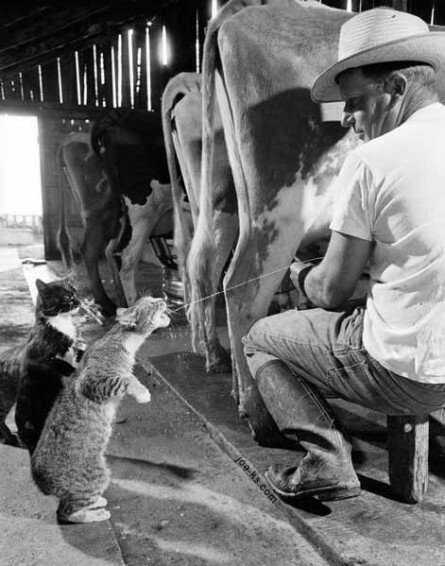 Cats love fresh cow milk