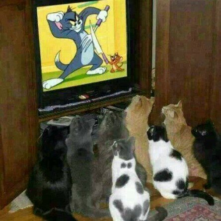 Cats watching Tom and Jerry on TV