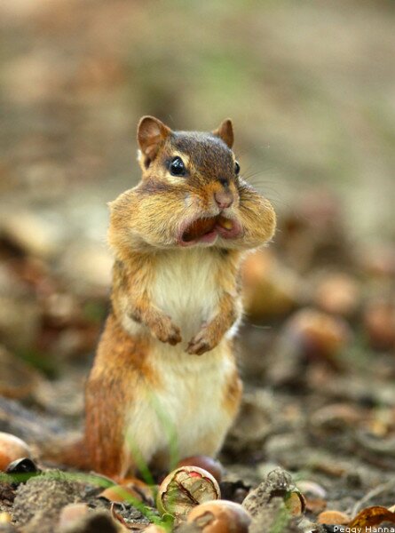 Hungry Chipmunk