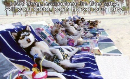 Cool huskies on the beach