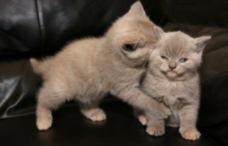 Cute kittens playing