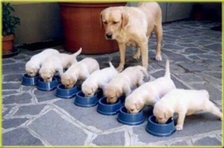 Cute labrador puppies