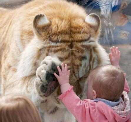 Cute moment between a baby and a tiger