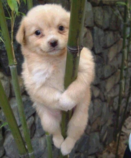 Cute puppy on a bamboo tree