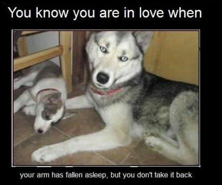 Dogs True Love