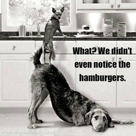 When dogs see hamburgers