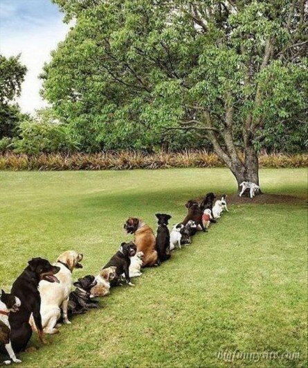 Dogs waiting in line to pee on tree