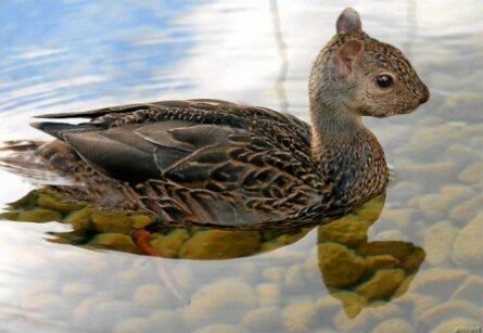 Duck squirrel