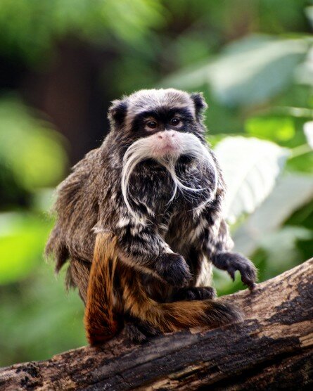 The Emperor Tamarin