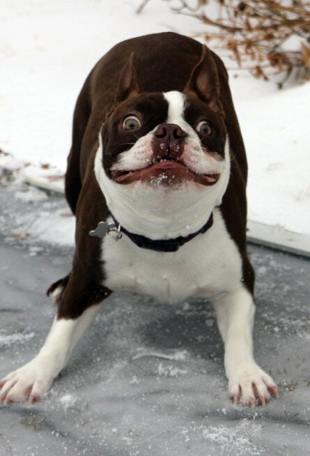 Excited Dog with a Funny Face