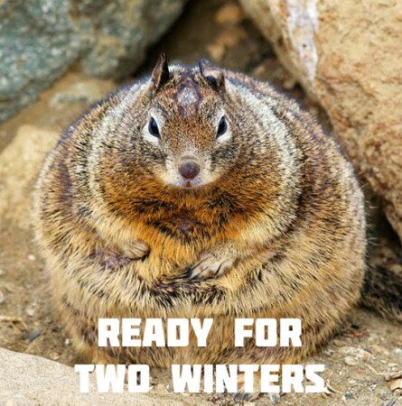 Funny fat squirrel is ready for two winters