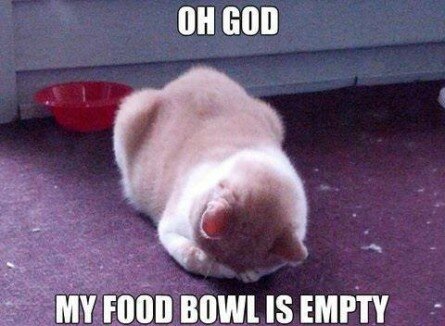 Cat crying because his food bowl is empty