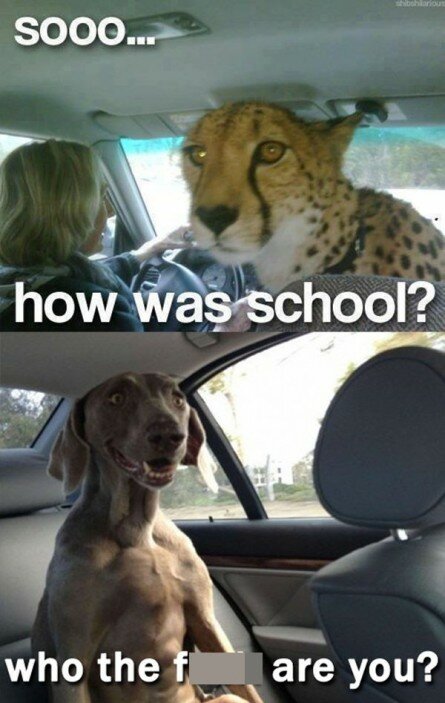 Funny Cheetah and Dog