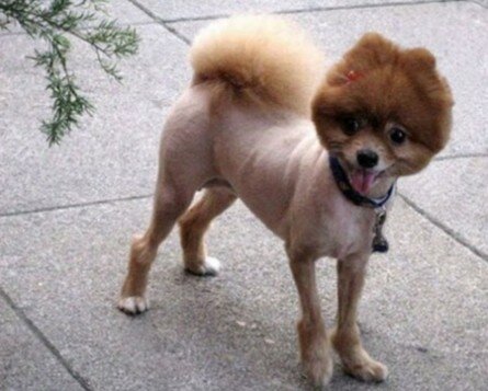 Funny dog haircut