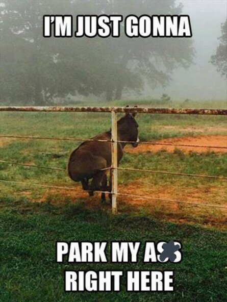 Funny Donkey Sitting on Fence