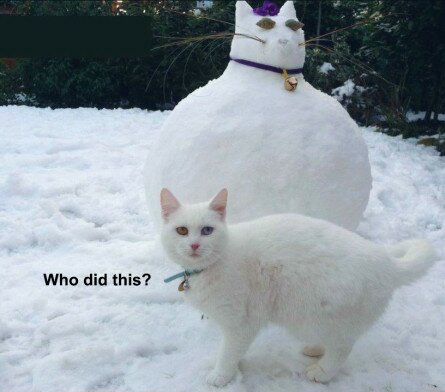 Funny Fat Snow Cat