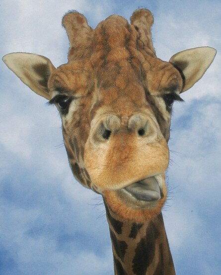 Funny Giraffe Face