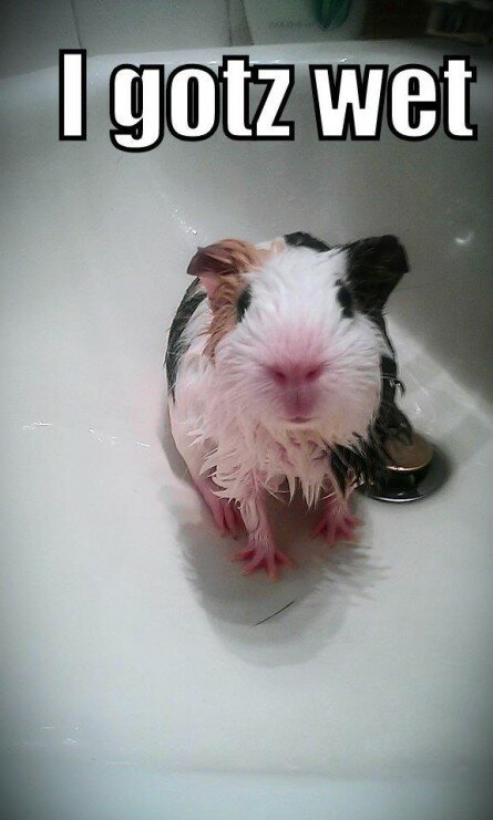 Funny Guinea Pig in the Sink