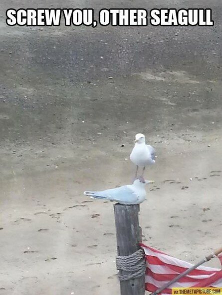 Funny Seagulls