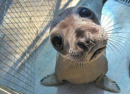 Funny Seal Portrait