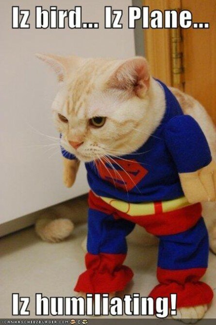 Funny Superman Cat