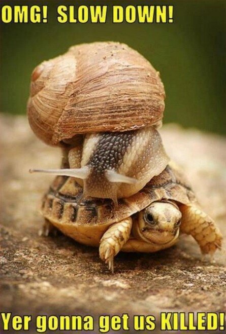 Funny Turtle and Snail ride