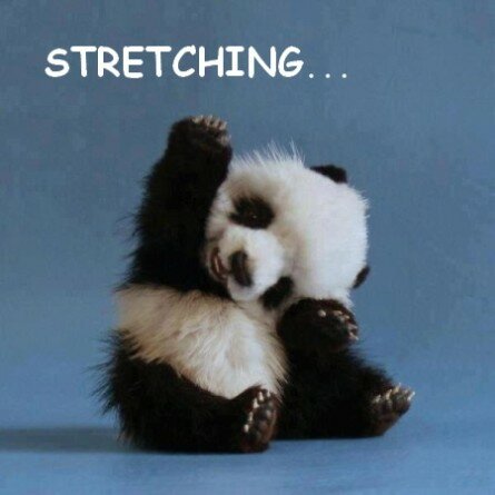 Funny baby panda stretching