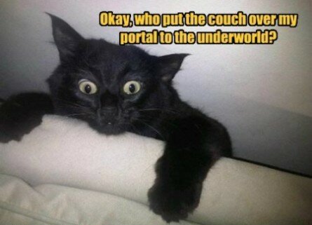 Funny black cat