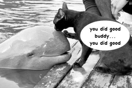 Funny cat kissing dolphin