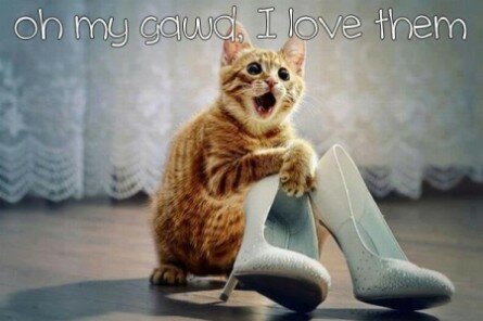 Funny cat loves shoes