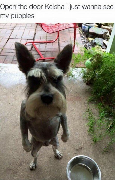 Funny dog standing up and looking tough