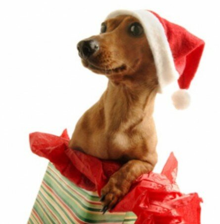 Funny dog with Santa’s cap