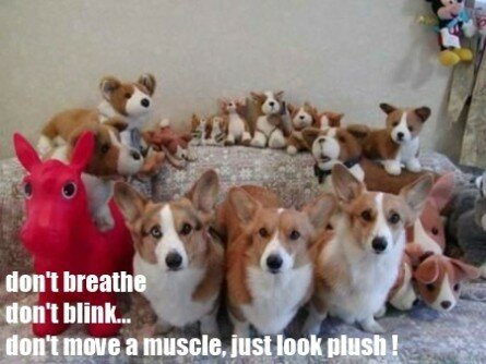 Funny-dogs-and-toys-445x334.jpg