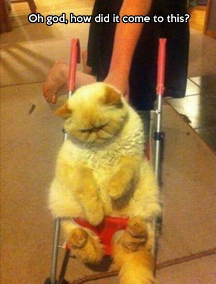 Funny fat cat in the stroller