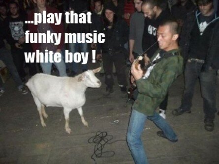 Funny goat