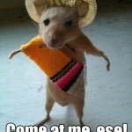 Funny mexican hamster