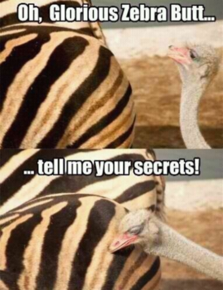 Funny ostrich and zebra moment