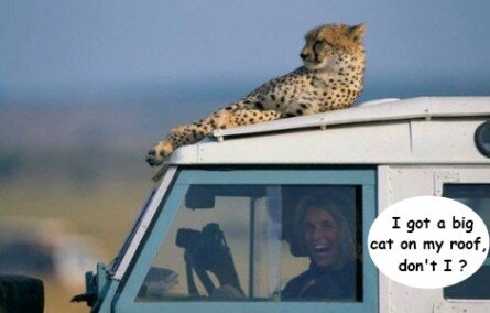 Funny safari