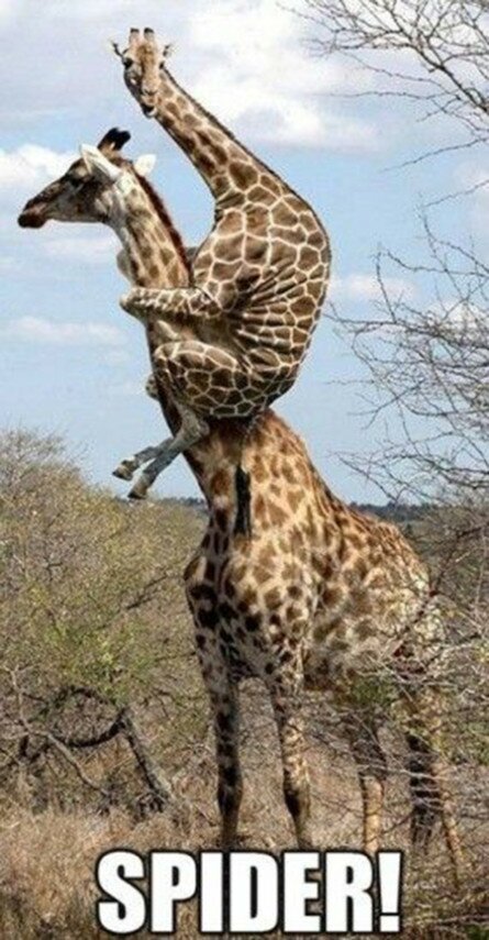 Even giraffes are afraid of spiders