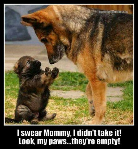 Cute German Shepard Puppy and his Mother