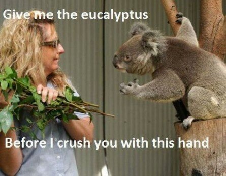 Funny Greedy Koala