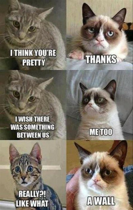 Grumpy Cat – A wall between us