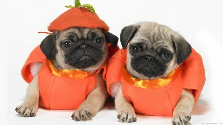 Halloween Pugs