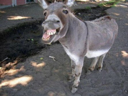 Funny donkey image