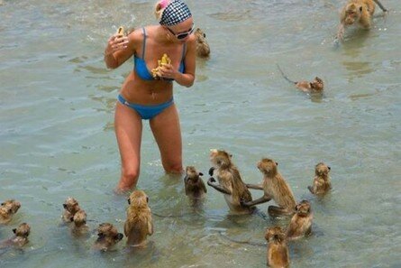 Hungry Monkeys at the Beach